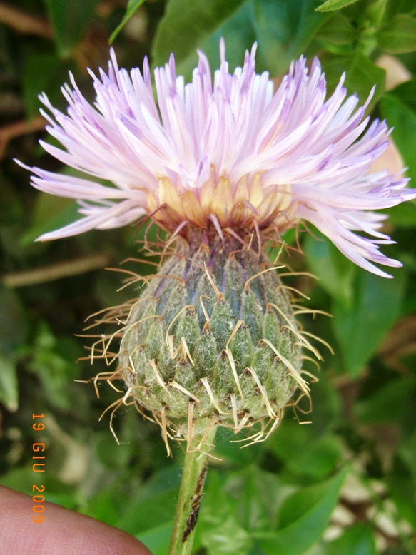 Klasea flavescens subsp. cichoracea (=Serratula cichoracea)/ Cerretta spinulosa